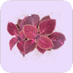 Coleus